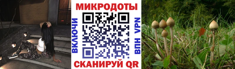 Галлюциногенные грибы Psilocybine cubensis  где найти   Барабинск 